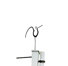 Bird with Sickle Tail
